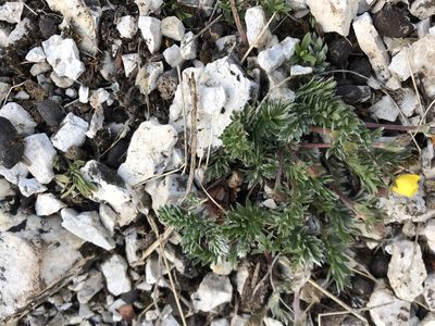 Potentilla ovina, photographed by Caleb Catto