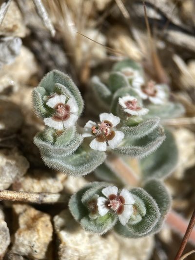 Euphorbia vallis-mortae, photographed by Matt Berger