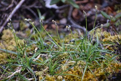 Carex concinna, photographed by Syd Cannings