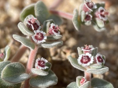 Euphorbia vallis-mortae, photographed by Matt Berger