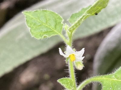 Solanum sarrachoides, photographed by Emily Summerbell
