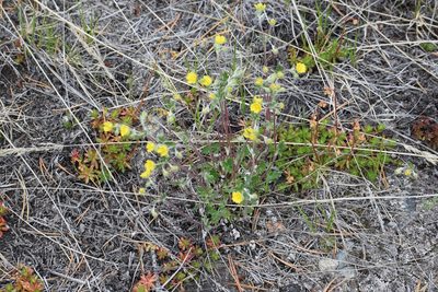 Potentilla arenosa, photographed by Syd Cannings