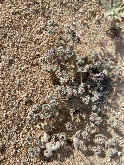 Euphorbia vallis-mortae, photographed by Matt Berger