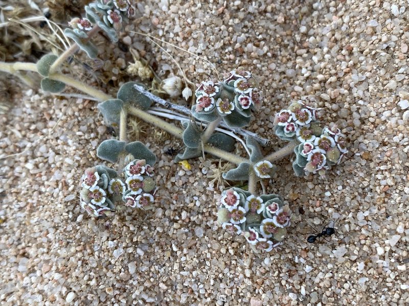 Euphorbia vallis-mortae, photographed by Matt Berger