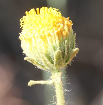 Geraea viscida, photographed by Millie Basden