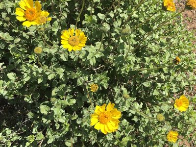 Encelia virginensis, photographed by Leah Gardner