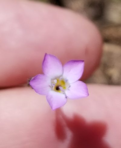 Gilia diegensis, photographed by Rod