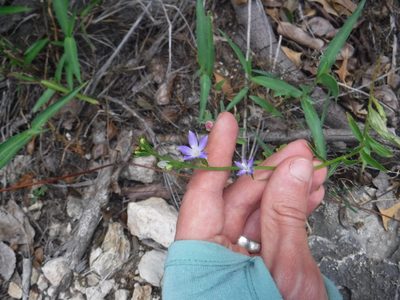 Triodanis coloradoensis, photographed by Eric Knight