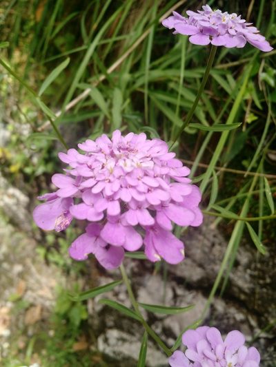 Iberis umbellata, photographed by Nicolás Lavandero