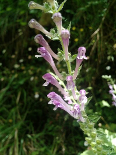 Scutellaria columnae, photographed by Nicolás Lavandero