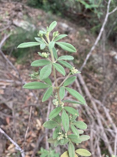 Zieria cytisoides, photographed by Guy Taseski