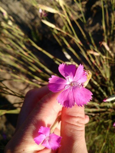 Dianthus virgineus, photographed by Nicolás Lavandero