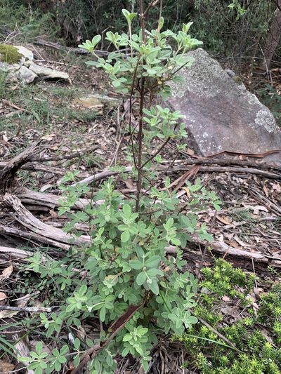 Zieria cytisoides, photographed by Guy Taseski