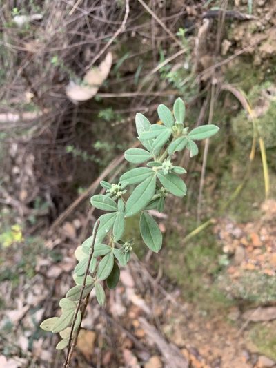 Zieria cytisoides, photographed by Guy Taseski