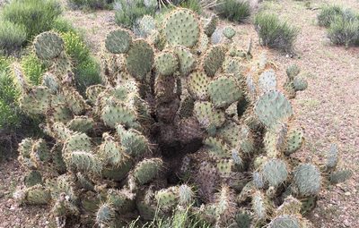 Opuntia curvispina, photographed by Henrik Kibak