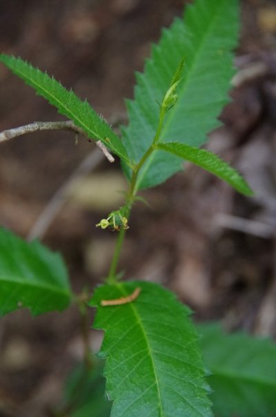 Tragia nigricans, photographed by Eric Knight