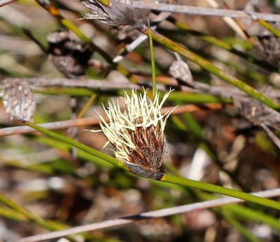 Mesomelaena pseudostygia, photographed by Margaret Langley