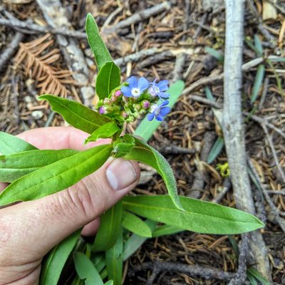 Hackelia nervosa, photographed by Justin