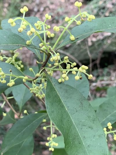 Notelaea venosa, photographed by Guy Taseski