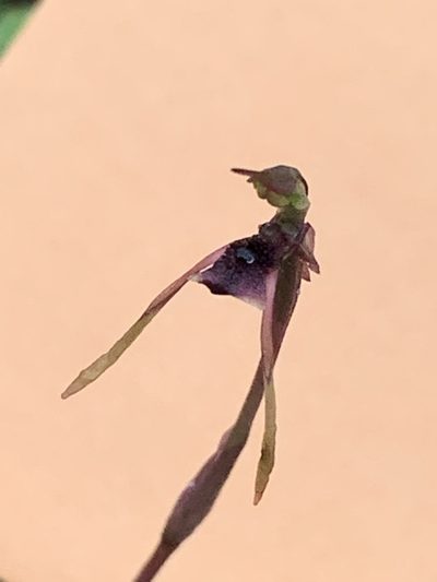 Chiloglottis diphylla, photographed by Guy Taseski