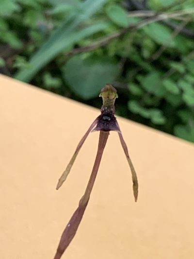 Chiloglottis diphylla, photographed by Guy Taseski