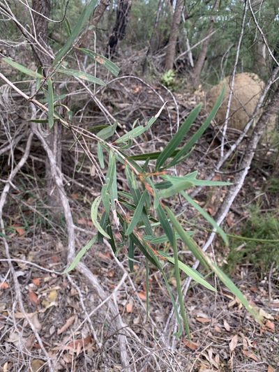 Angophora bakeri, photographed by Guy Taseski