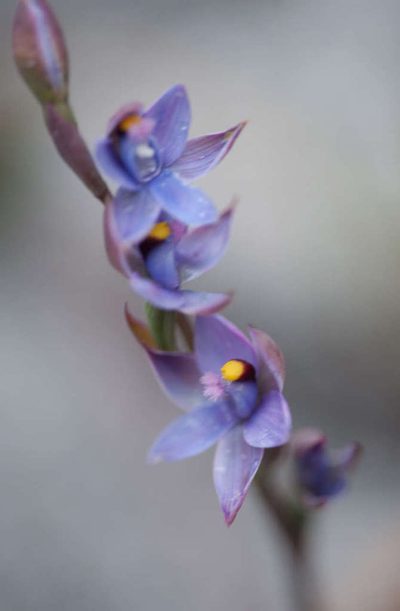 Thelymitra malvina, photographed by Chris Clarke