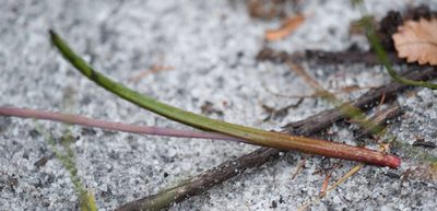 Thelymitra malvina, photographed by Chris Clarke