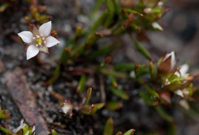 Boronia parviflora, photographed by Chris Clarke