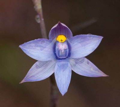 Thelymitra malvina, photographed by Chris Clarke