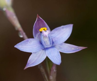 Thelymitra malvina, photographed by Chris Clarke