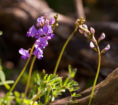 Swainsona lessertiifolia, photographed by Chris Clarke