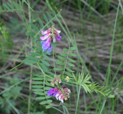 Vicia multicaulis, photographed by Oleg Kosterin