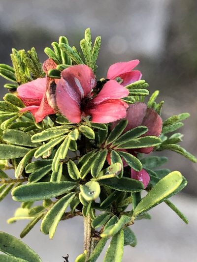 Indigofera stricta, photographed by Dave U