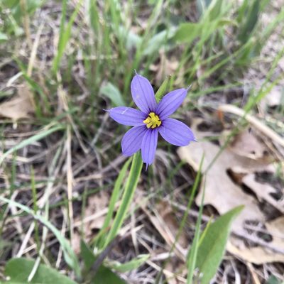 Sisyrinchium campestre, photographed by infiniteuniverse