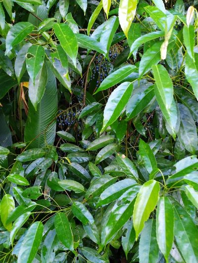 Elaeocarpus culminicola, photographed by Steve Fitzgerald