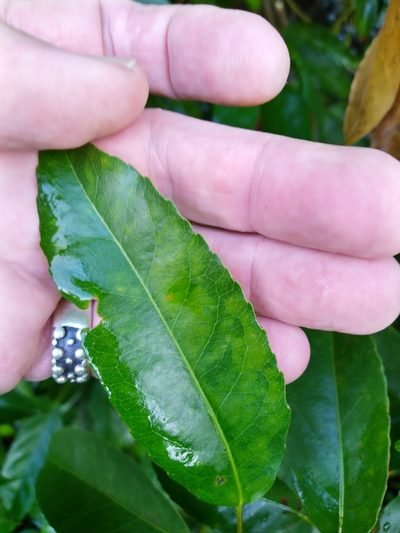 Elaeocarpus culminicola, photographed by Steve Fitzgerald