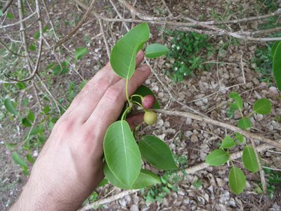 Ficus citrifolia, photographed by Ben Machado