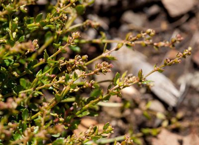 Gonocarpus montanus, photographed by Chris Clarke
