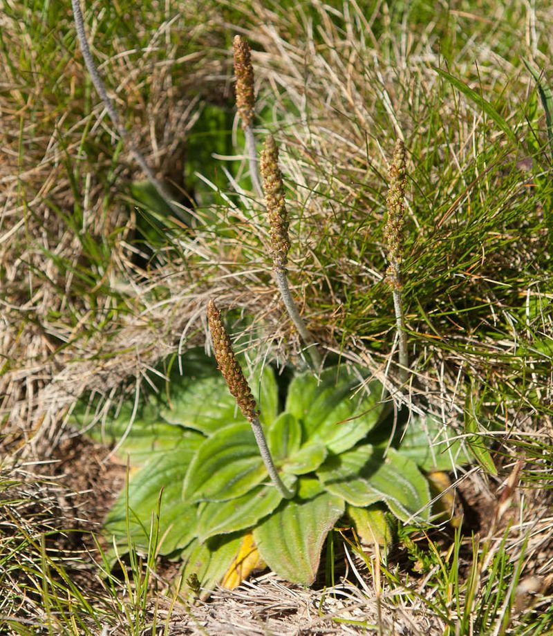 Plantago euryphylla, photographed by Chris Clarke