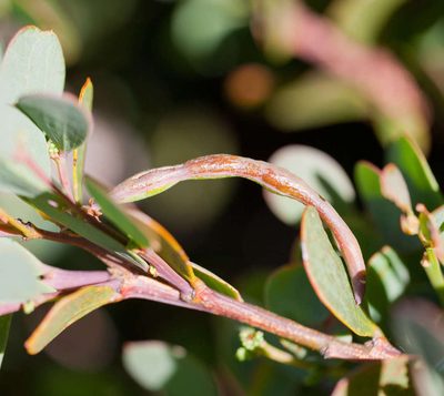 Acacia alpina, photographed by Chris Clarke
