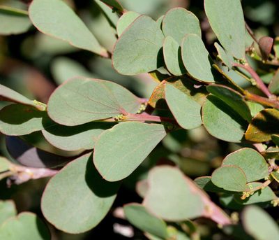 Acacia alpina, photographed by Chris Clarke