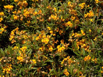 Podolobium alpestre, photographed by Chris Clarke