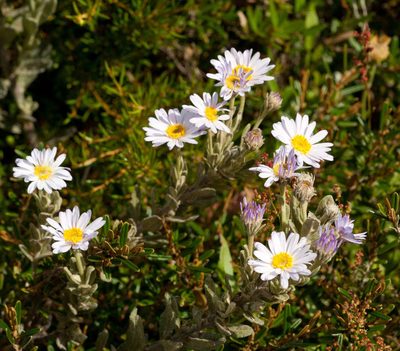 Olearia frostii, photographed by Chris Clarke