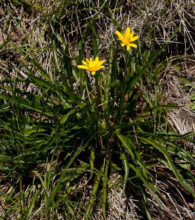 Microseris lanceolata, photographed by Chris Clarke