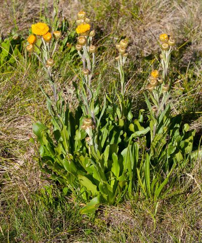 Podolepis robusta, photographed by Chris Clarke