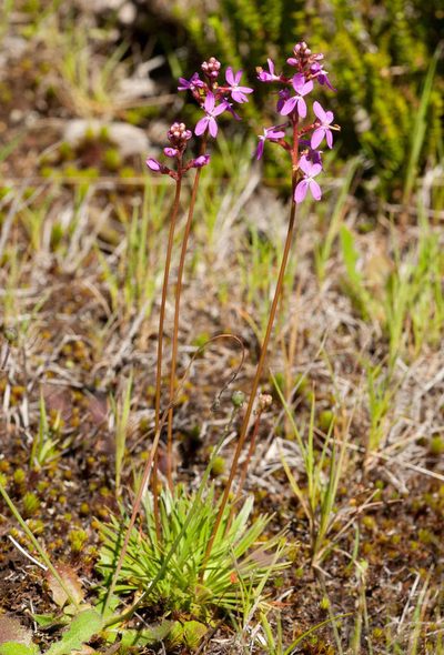 Stylidium montanum, photographed by Chris Clarke