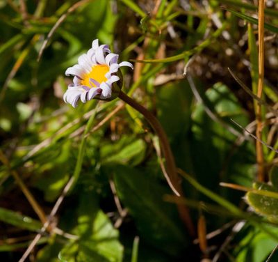 Brachyscome decipiens, photographed by Chris Clarke