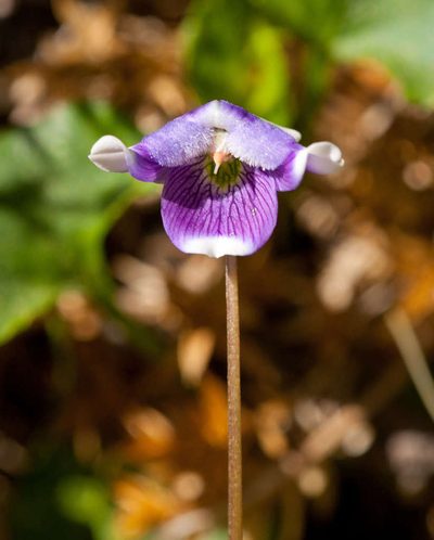 Viola eminens, photographed by Chris Clarke