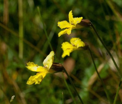 Goodenia paradoxa, photographed by Chris Clarke